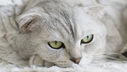 九游APP-南安普顿锋线新援表现出色，南安普顿中锋