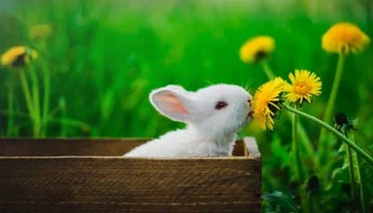 九游APP-南安普顿锋线新援表现出色，南安普顿中锋